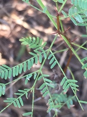 Vachellia schaffneri bravoensis