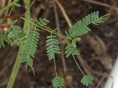 Vachellia schaffneri bravoensis
