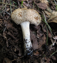 Hydnum zongolicense