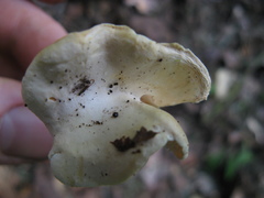 Hydnum zongolicense