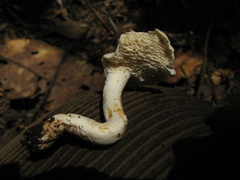 Hydnum zongolicense