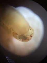 Helicodiscus notius