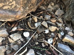 Sonorella allynsmithi