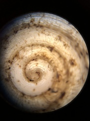 Helicodiscus notius