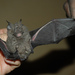 Willard's Horseshoe Bat - Photo (c) Jakob Fahr, some rights reserved (CC BY-NC), uploaded by Jakob Fahr