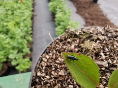 Anthomalachius spinosus