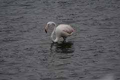 Phoenicopterus roseus