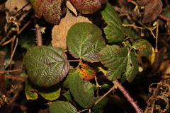 Rubus tuberculatus