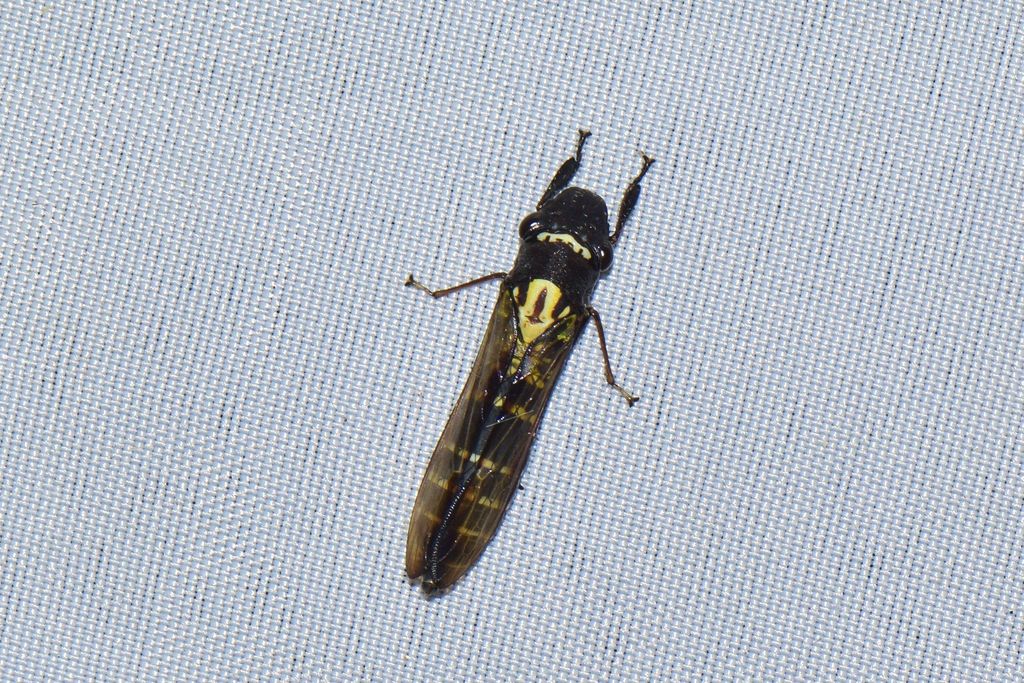 Propetes
