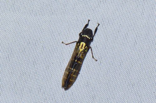 Premates Insects Genus Propetes · iNaturalist