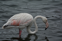 Phoenicopterus roseus