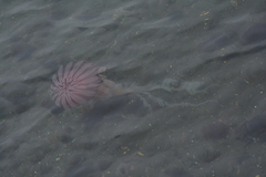 Chrysaora fulgida