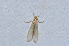 Synoestropsis punctipennis