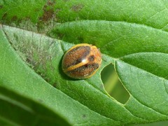 Epilachna clandestina