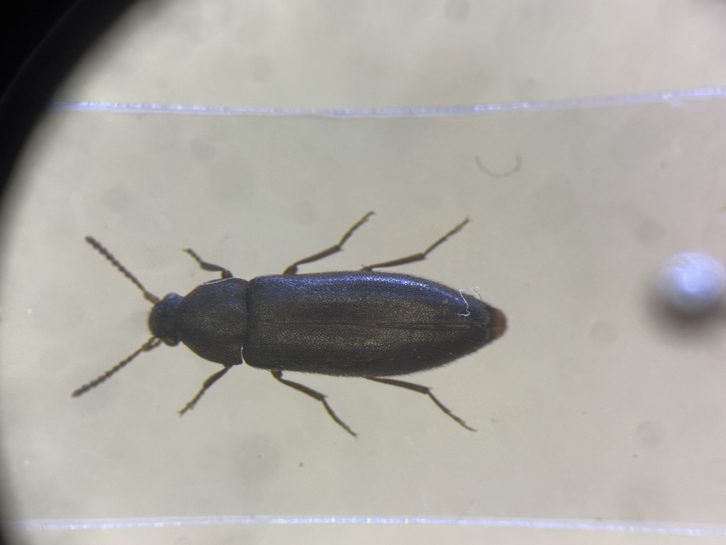 Jewel False Darkling Beetle