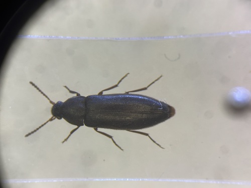 Jewel False Darkling Beetle