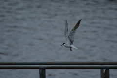 Sterna hirundo