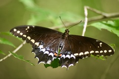 Heraclides caiguanabus