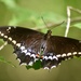 Poey's Swallowtail - Photo (c) Alexis Felipe, some rights reserved (CC BY-NC), uploaded by Alexis Felipe