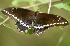 Heraclides caiguanabus