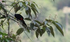 Hypopyrrhus pyrohypogaster