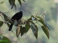 Hypopyrrhus pyrohypogaster
