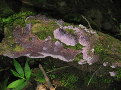 Hypochnella violacea