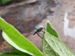 Polydrusus planifrons