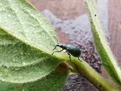 Polydrusus planifrons