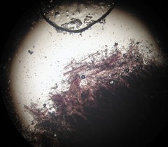 Hypochnella violacea