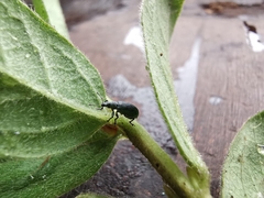 Polydrusus planifrons