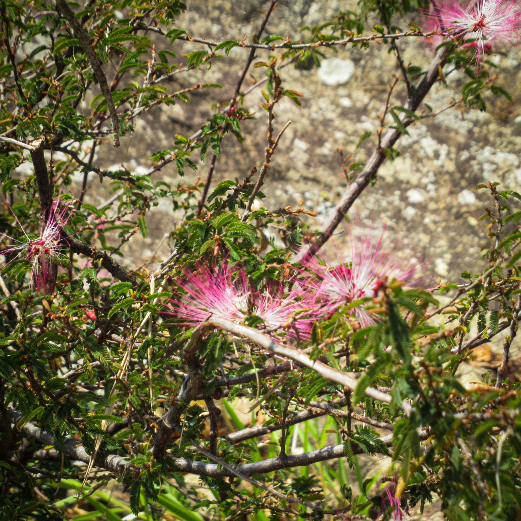 Calliandra selloi