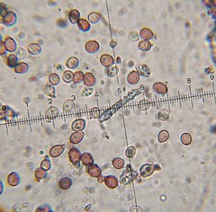 Hypochnella violacea