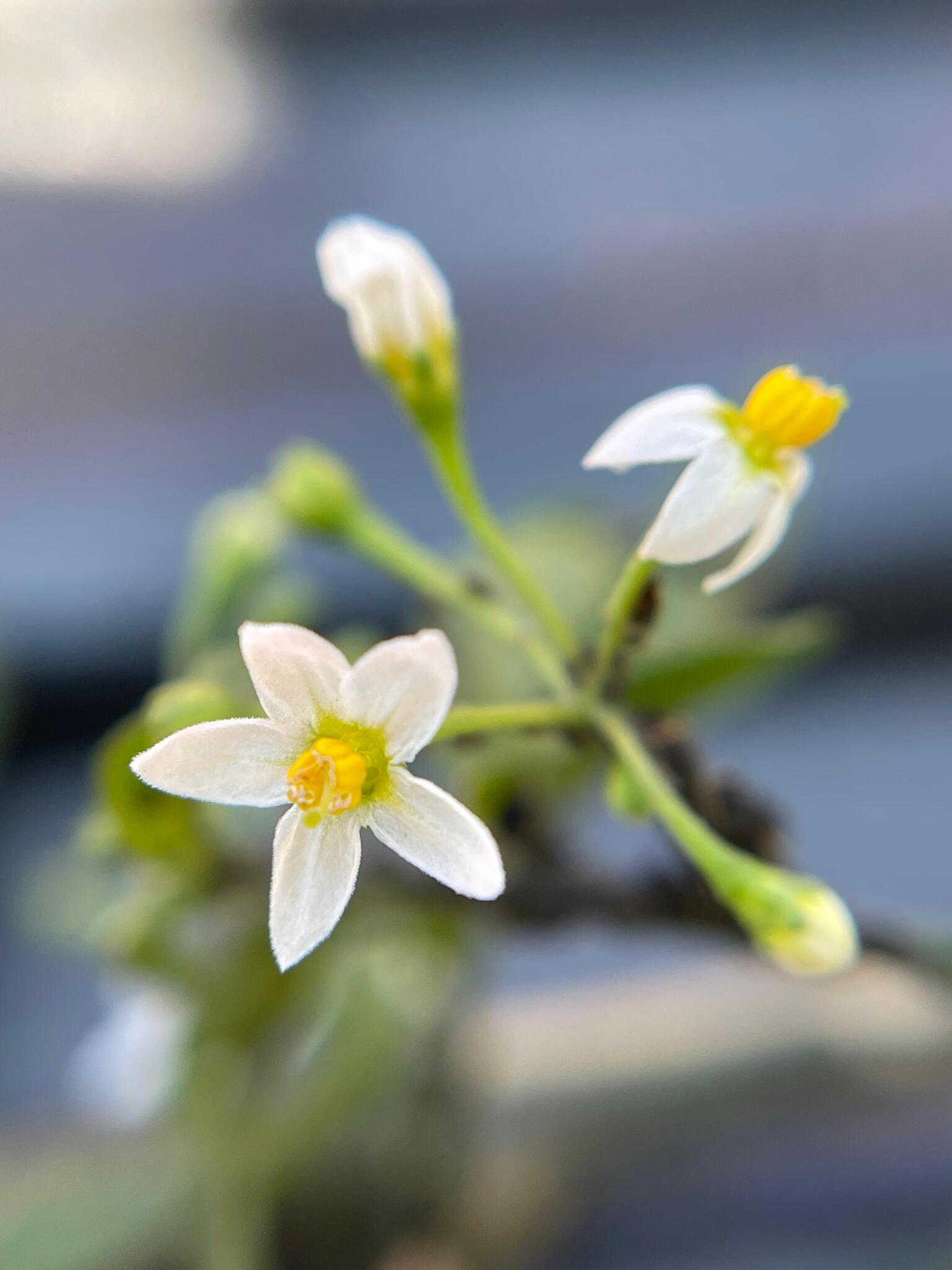 Solanum americanum