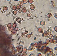 Hypochnella violacea