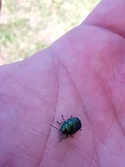 Cryptocephalus aureolus