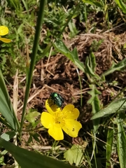 Cryptocephalus aureolus