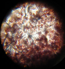 Hypochnella violacea