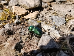 Cryptocephalus aureolus