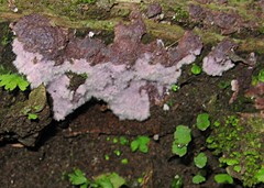 Hypochnella violacea
