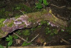 Hypochnella violacea