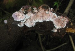 Hypochnella violacea