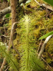 Phlegmariurus hippurideus