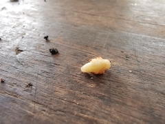 Otiorhynchus sulcatus