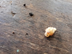 Otiorhynchus sulcatus