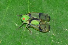 Tropiduchinae