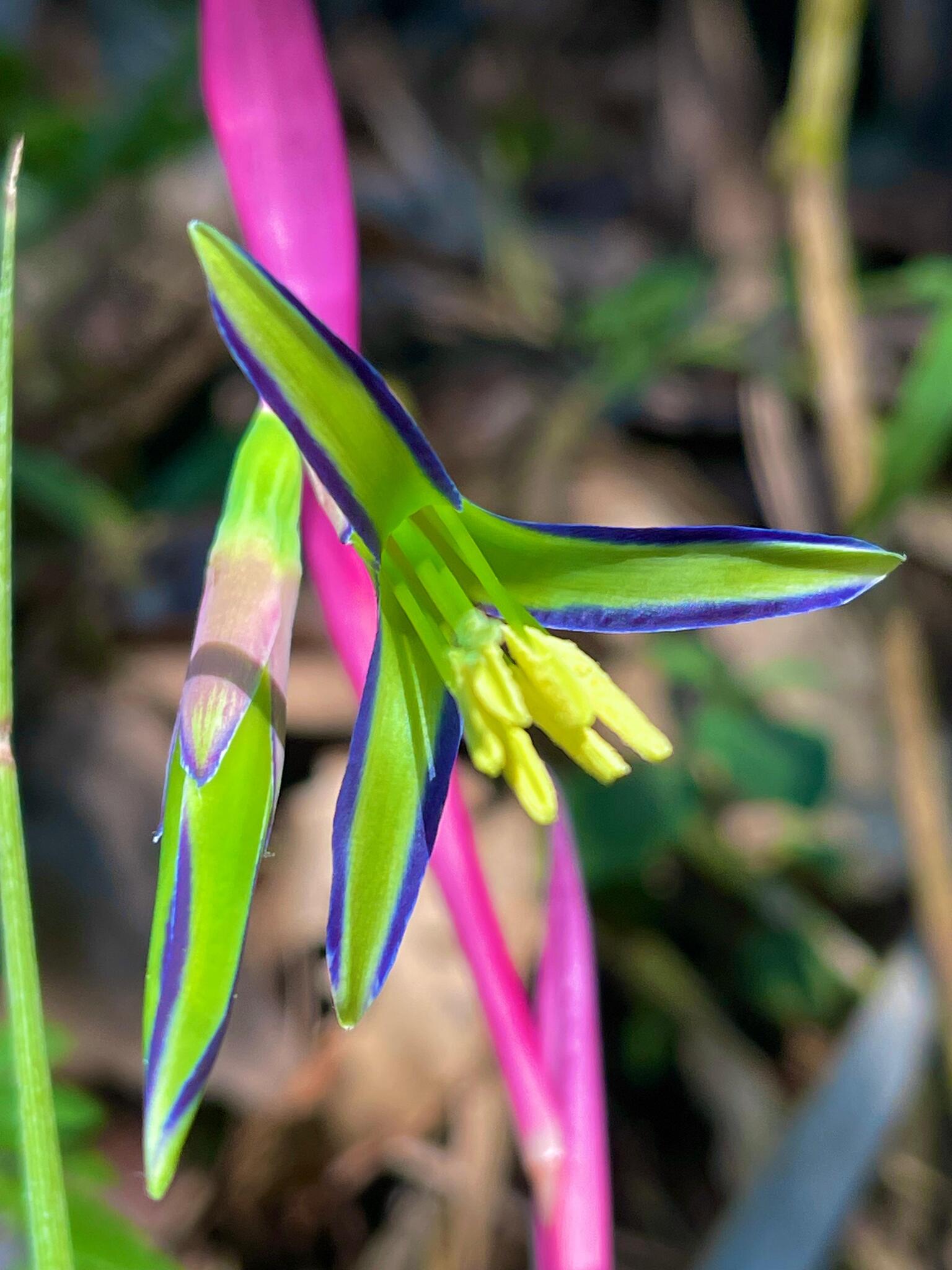 Billbergia nutans