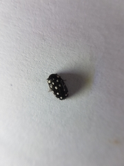 Paranovelsis punctatus