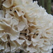 Hydnopolyporus - Photo (c) Alan Rockefeller, some rights reserved (CC BY), uploaded by Alan Rockefeller