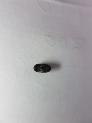 Paranovelsis punctatus